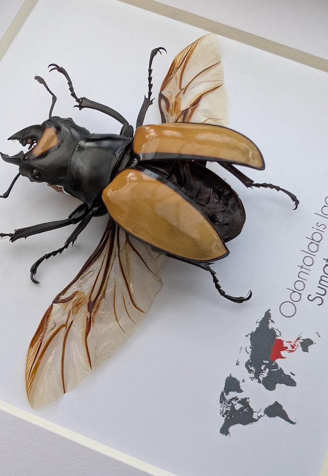 Framed lacordaire's stag beetle: indonesian entomology display (6x6)