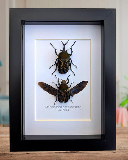 Framed fork-horned flower beetle pair: green cameroon beetle display (8x10)