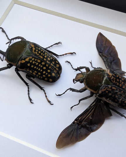 Framed fork-horned flower beetle pair: green cameroon beetle display (8x10)
