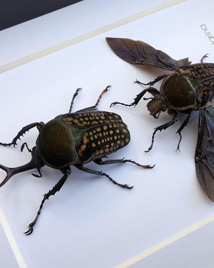 Framed fork-horned flower beetle pair: green cameroon beetle display (8x10)