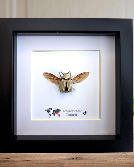 Framed Lepidiota Stigma Beetle, Wings Open, Taxidermy Entomology Display, 6x6"
