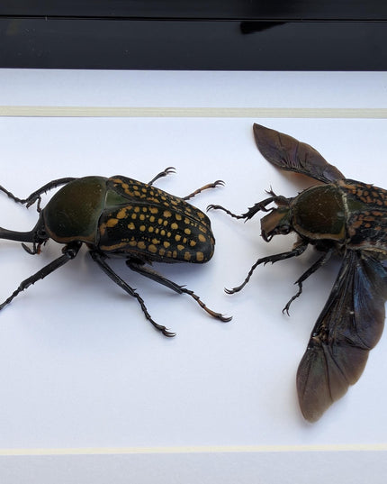 Framed fork-horned flower beetle pair: green cameroon beetle display (8x10)