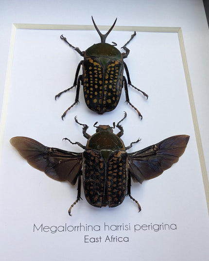 Framed fork-horned flower beetle pair: green cameroon beetle display (8x10)