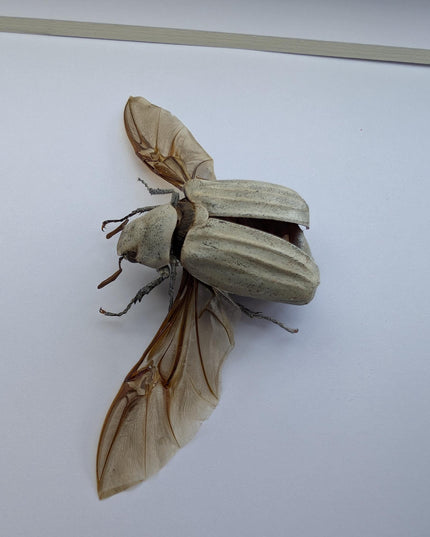 Framed Lepidiota Stigma Beetle, Wings Open, Taxidermy Entomology Display, 6x6"