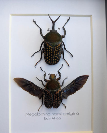 Framed fork-horned flower beetle pair: green cameroon beetle display (8x10)