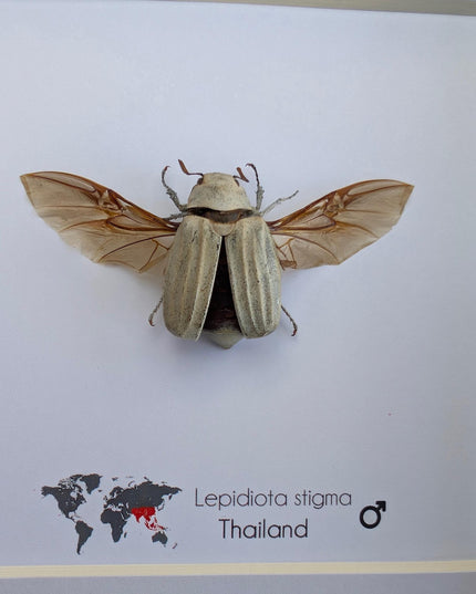 Framed Lepidiota Stigma Beetle, Wings Open, Taxidermy Entomology Display, 6x6"