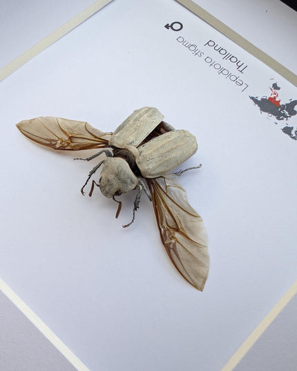 Framed Lepidiota Stigma Beetle, Wings Open, Taxidermy Entomology Display, 6x6"