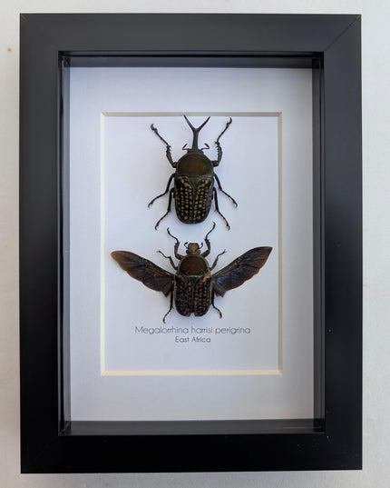 Framed fork-horned flower beetle pair: green cameroon beetle display (8x10)