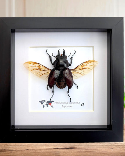 Framed Giant Stag Beetle Taxidermy, Ethically Sourced Entomology Wall Art (6x6)