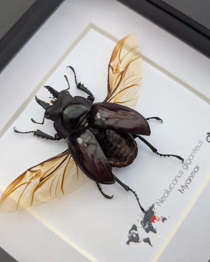 Framed Giant Stag Beetle Taxidermy, Ethically Sourced Entomology Wall Art (6x6)