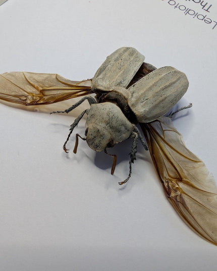 Framed Lepidiota Stigma Beetle, Wings Open, Taxidermy Entomology Display, 6x6"