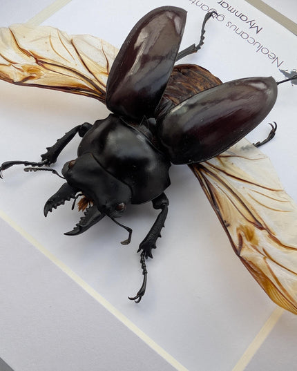 Framed Giant Stag Beetle Taxidermy, Ethically Sourced Entomology Wall Art (6x6)