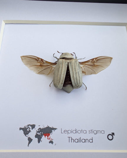 Framed Lepidiota Stigma Beetle, Wings Open, Taxidermy Entomology Display, 6x6"