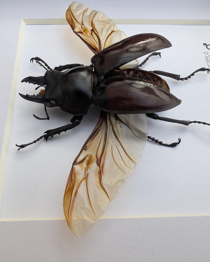 Framed Giant Stag Beetle Taxidermy, Ethically Sourced Entomology Wall Art (6x6)