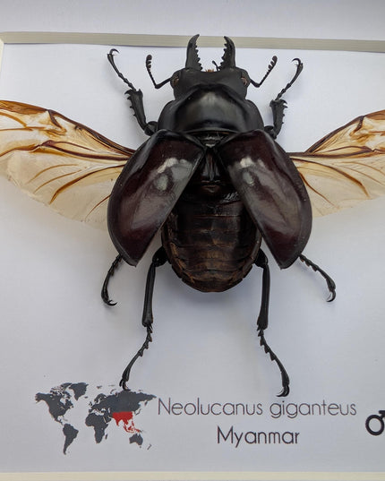 Framed Giant Stag Beetle Taxidermy, Ethically Sourced Entomology Wall Art (6x6)