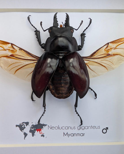 Framed Giant Stag Beetle Taxidermy, Ethically Sourced Entomology Wall Art (6x6)
