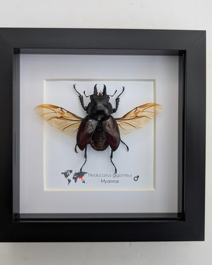 Framed Giant Stag Beetle Taxidermy, Ethically Sourced Entomology Wall Art (6x6)