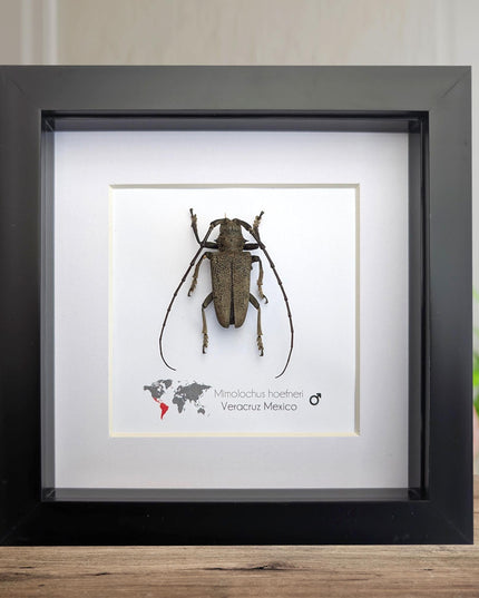 Framed Mimolochus hoefneri Longhorn Beetle Taxidermy, Ethically Sourced Entomology Gift