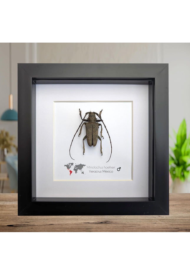 Framed Mimolochus hoefneri Longhorn Beetle Taxidermy, Ethically Sourced Entomology Gift