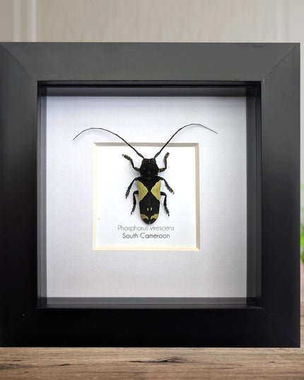 Framed longhorn beetle taxidermy: phosphorus virescens entomology wall decor