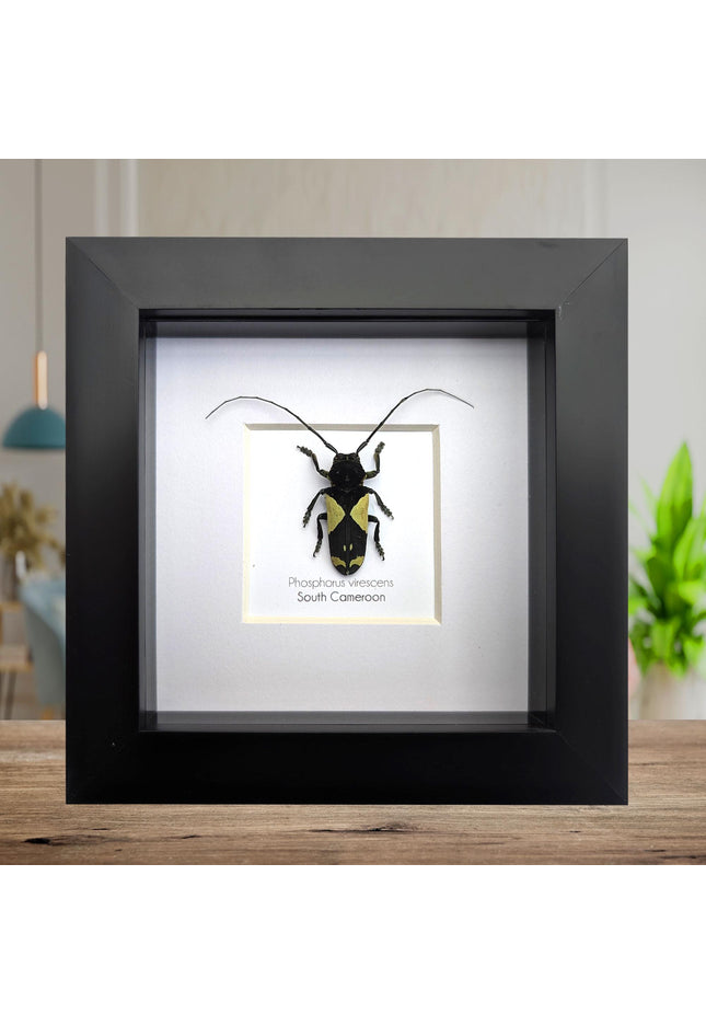 Framed longhorn beetle taxidermy: phosphorus virescens entomology wall decor