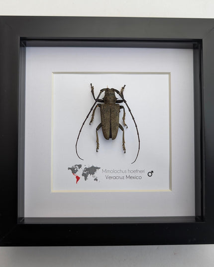 Framed Mimolochus hoefneri Longhorn Beetle Taxidermy, Ethically Sourced Entomology Gift