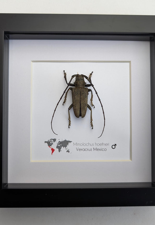 Framed Mimolochus hoefneri Longhorn Beetle Taxidermy, Ethically Sourced Entomology Gift
