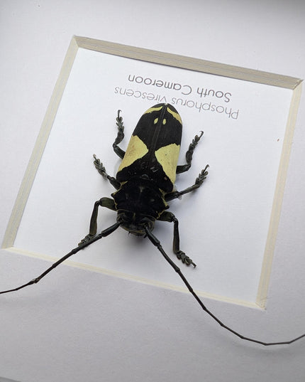 Framed longhorn beetle taxidermy: phosphorus virescens entomology wall decor