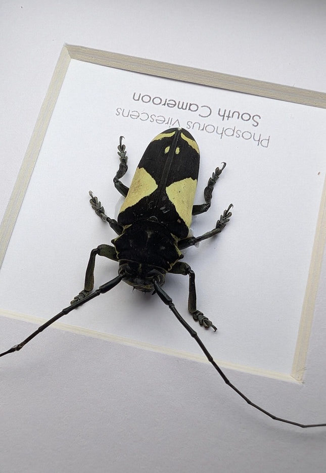 Framed longhorn beetle taxidermy: phosphorus virescens entomology wall decor