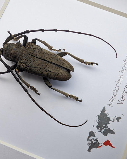Framed Mimolochus hoefneri Longhorn Beetle Taxidermy, Ethically Sourced Entomology Gift