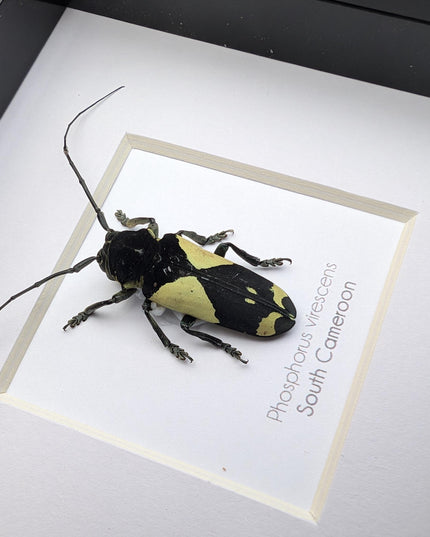 Framed longhorn beetle taxidermy: phosphorus virescens entomology wall decor