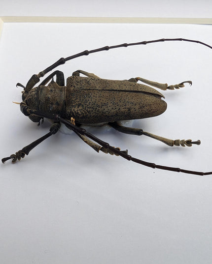Framed Mimolochus hoefneri Longhorn Beetle Taxidermy, Ethically Sourced Entomology Gift