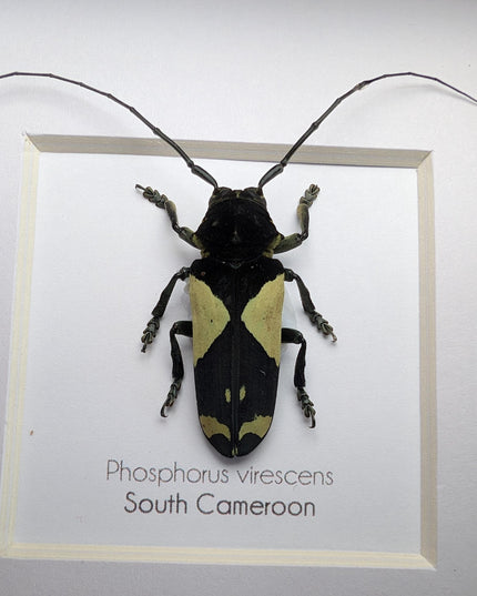Framed longhorn beetle taxidermy: phosphorus virescens entomology wall decor