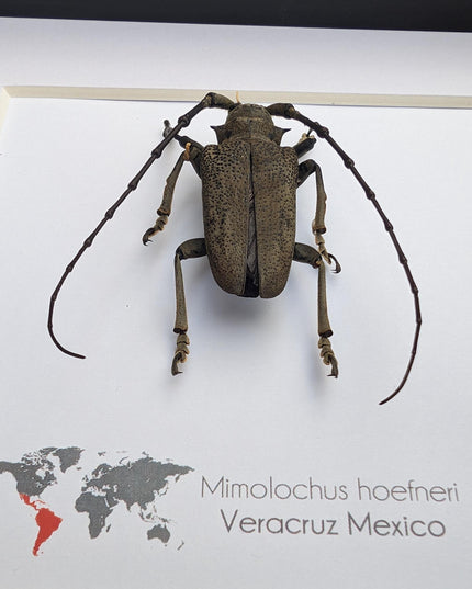 Framed Mimolochus hoefneri Longhorn Beetle Taxidermy, Ethically Sourced Entomology Gift