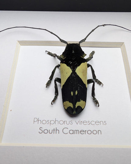 Framed longhorn beetle taxidermy: phosphorus virescens entomology wall decor