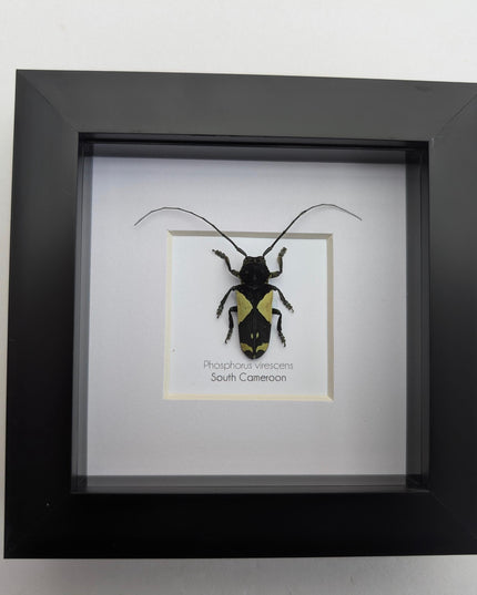 Framed longhorn beetle taxidermy: phosphorus virescens entomology wall decor