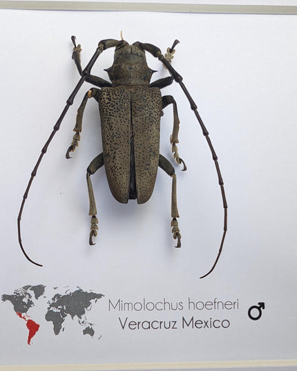Framed Mimolochus hoefneri Longhorn Beetle Taxidermy, Ethically Sourced Entomology Gift
