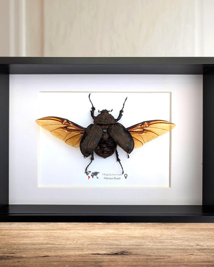 Framed megasoma mars beetle: rare entomology display, ethically sourced