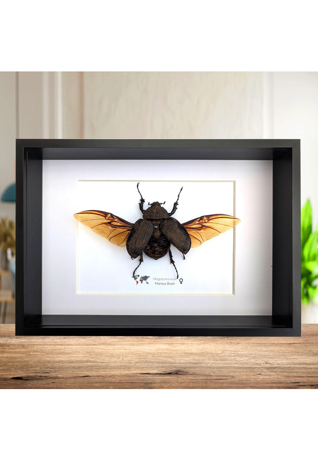 Framed megasoma mars beetle: rare entomology display, ethically sourced