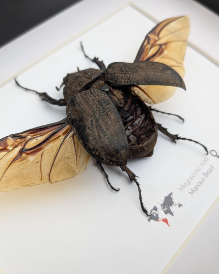 Framed megasoma mars beetle: rare entomology display, ethically sourced
