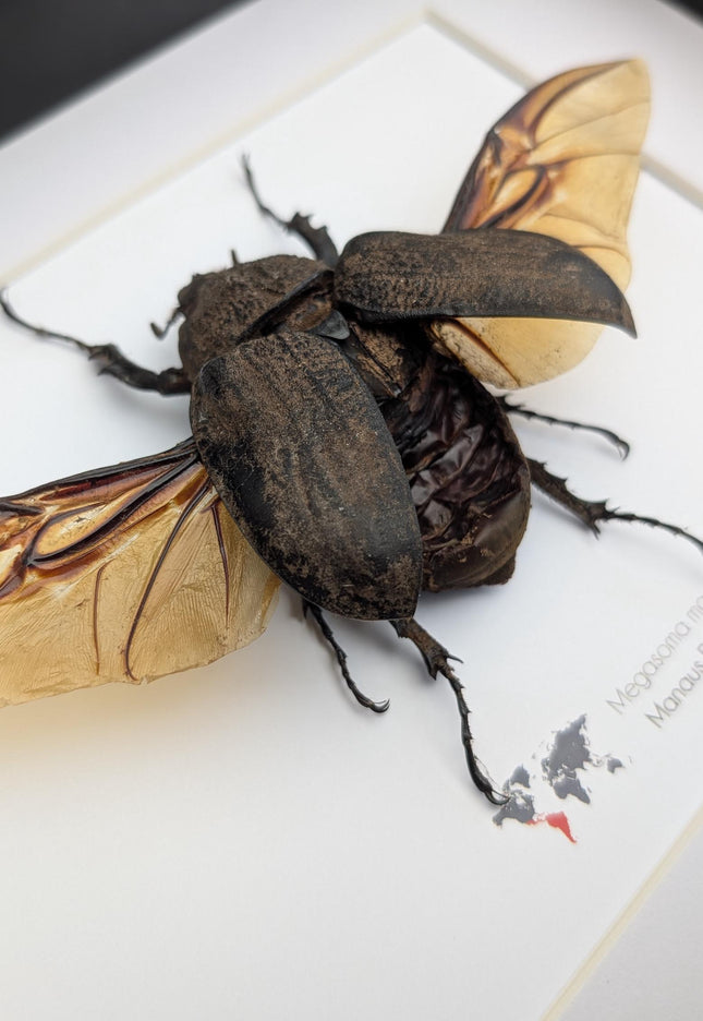 Framed megasoma mars beetle: rare entomology display, ethically sourced