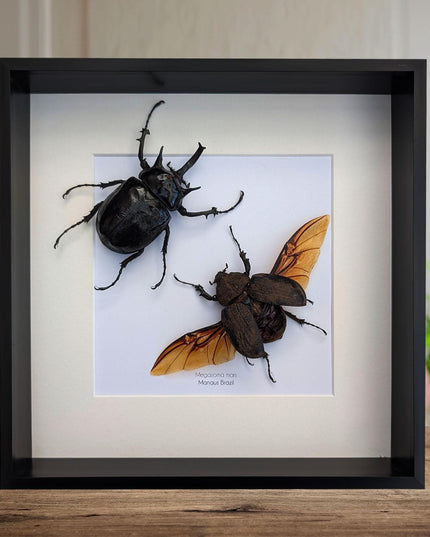 Framed megasoma mars beetle pair: rare entomology specimen, ethically sourced