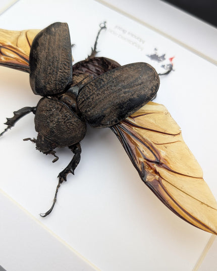 Framed megasoma mars beetle: rare entomology display, ethically sourced