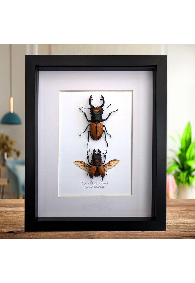 Framed lacordaire's stag beetle pair: indonesian entomology display (8x10)