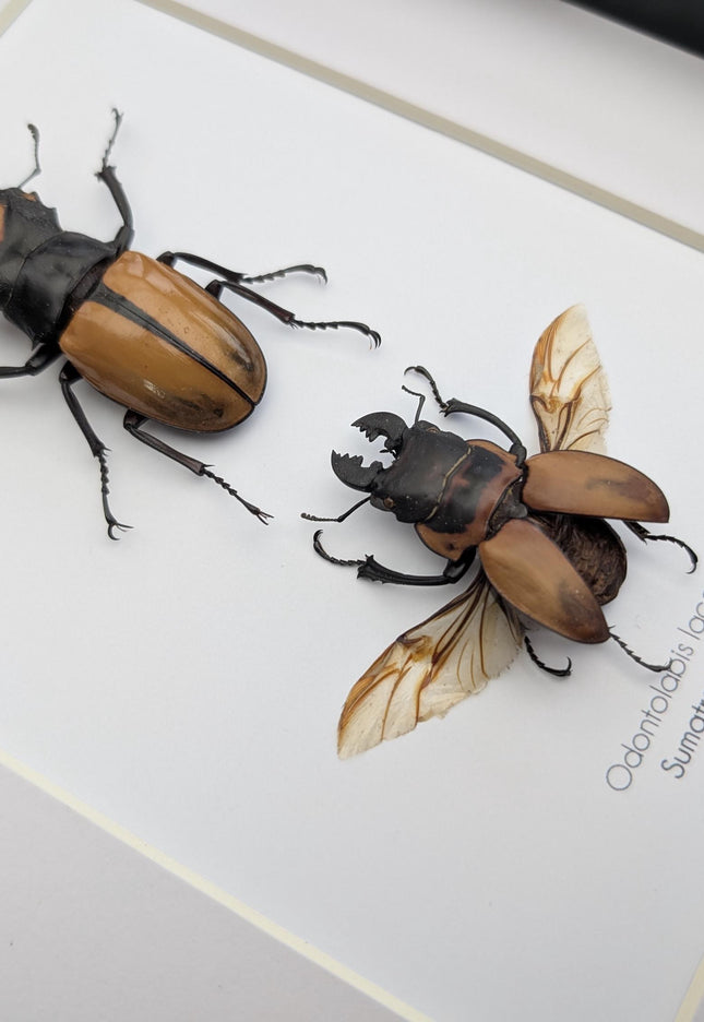 Framed lacordaire's stag beetle pair: indonesian entomology display (8x10)
