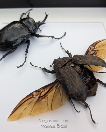 Framed megasoma mars beetle pair: rare entomology specimen, ethically sourced