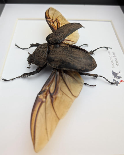 Framed megasoma mars beetle: rare entomology display, ethically sourced
