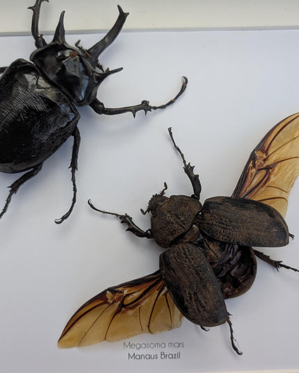 Framed megasoma mars beetle pair: rare entomology specimen, ethically sourced