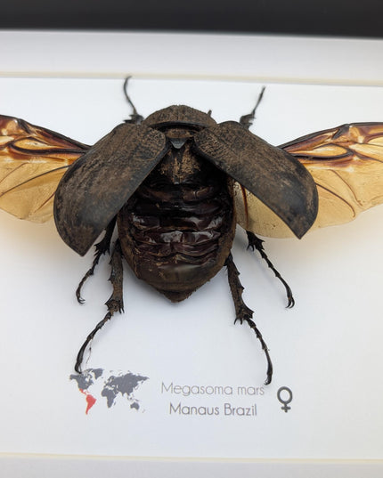 Framed megasoma mars beetle: rare entomology display, ethically sourced