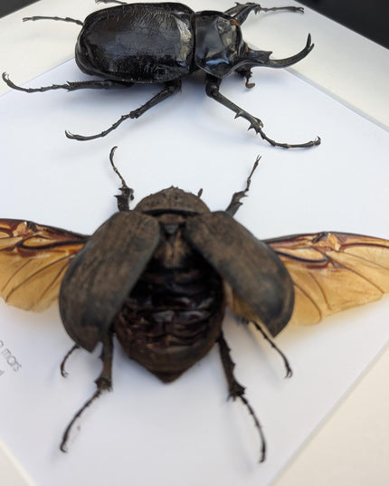 Framed megasoma mars beetle pair: rare entomology specimen, ethically sourced